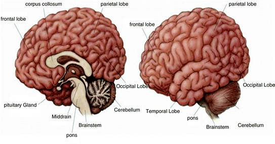 Fig 21 Diagrams showing the medial and lateral surfaces of the brain - photo 1