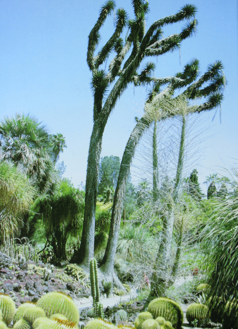 Cacti and Succulents Graham Charles First published in 2003 by The - photo 1