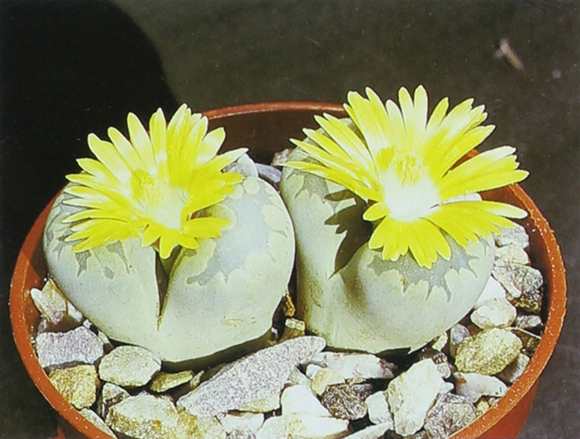 Lithops otzeniana a leaf succulent that mimics the stones amongst which it - photo 3