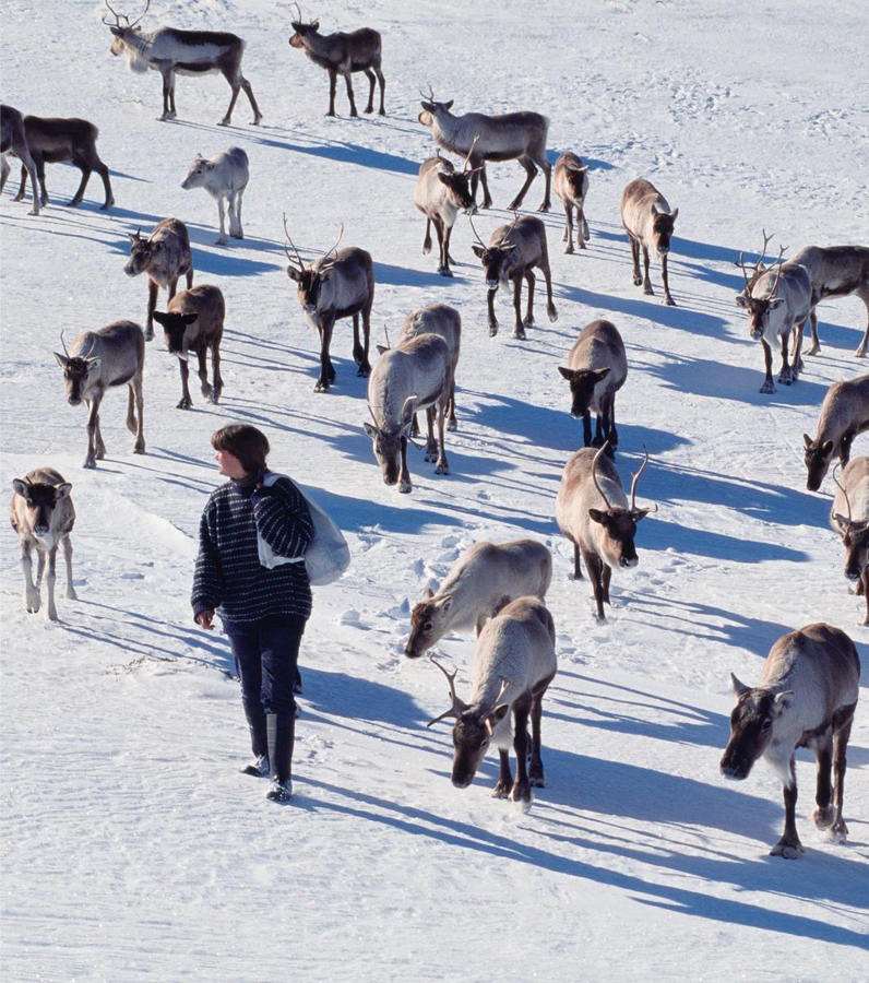 The Cairngorm Reindeer have lived on the mountain for more than 60 years since - photo 5