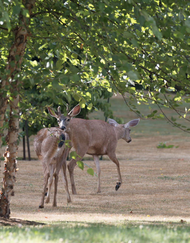 A s the oft-repeated adage states deer really will eat anything if they are - photo 6