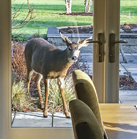 With no dogs at home the deer became increasingly bold Deer are social - photo 7