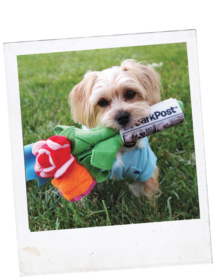 DECEMBER 2012 BarkBox publishes its first Instagram post falling into the - photo 14