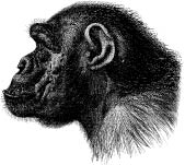 Harnessed how language and music mimicked nature and transformed ape to man - image 2