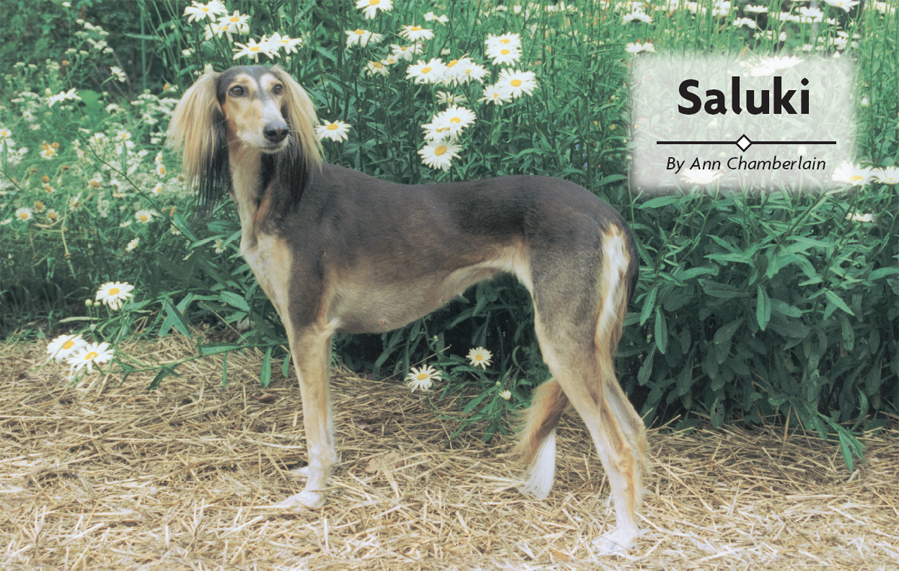 Saluki - image 2