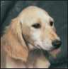 Saluki - image 6