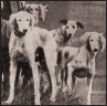 Saluki - image 3