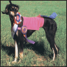 Saluki - image 10