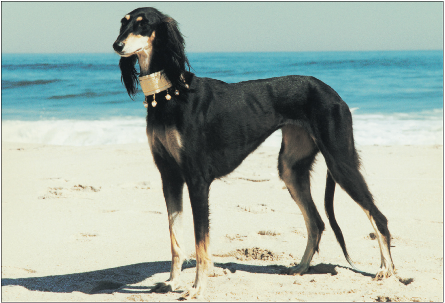 The origin of the Saluki is cloaked in mystery legend and folktales The - photo 12