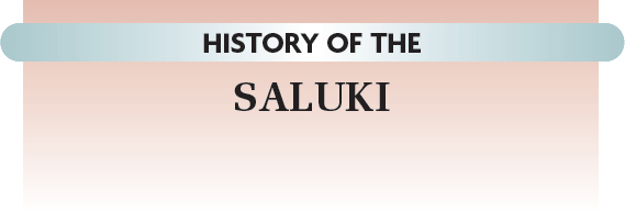 ORIGIN OF THE SALUKI Gift of Allah Ancient of Ancients El Hor Al-Hurr The - photo 13