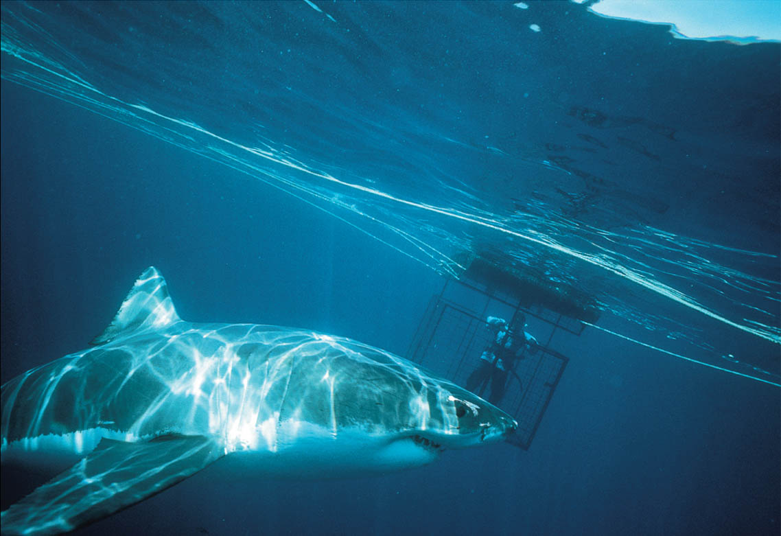 A shark cage is like an underwater elevator enclosed by strong bars on all - photo 12