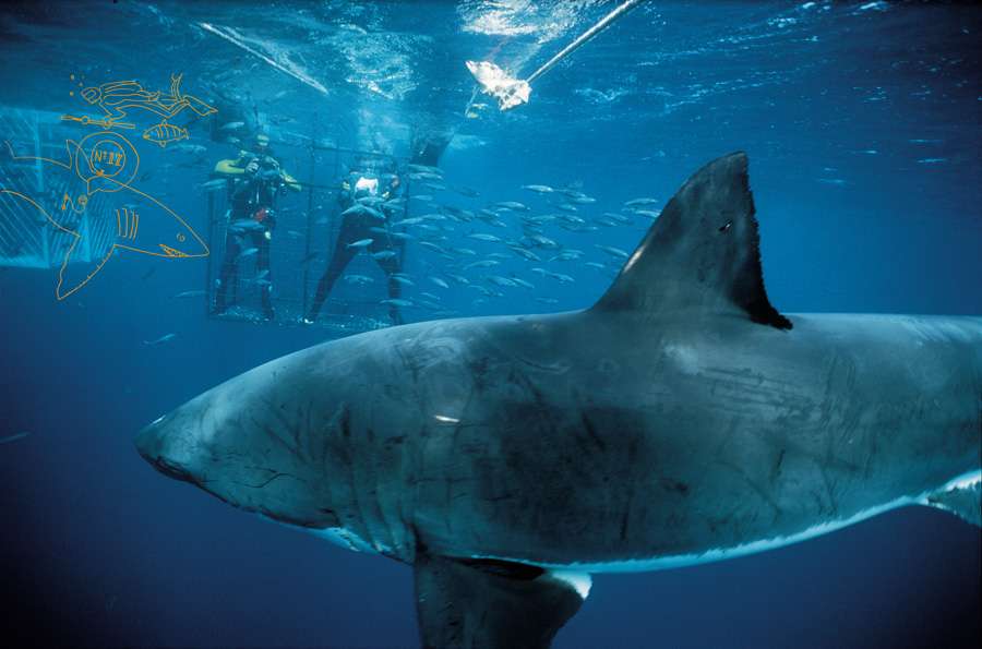 By counting the growth rings like tree rings in cross-sections of shark - photo 13