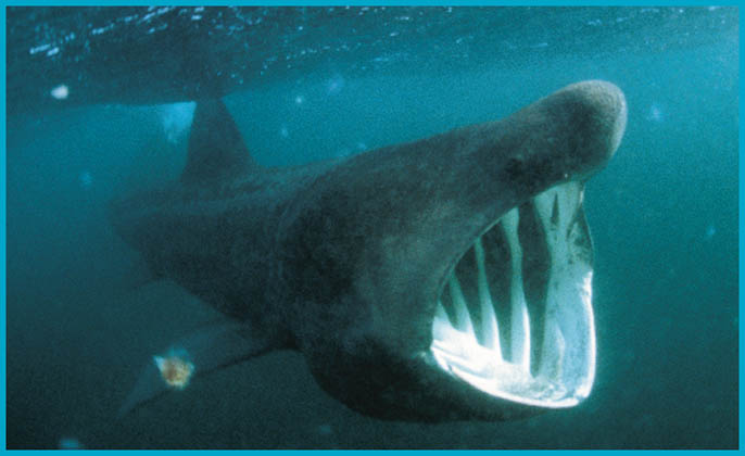 Basking shark Two other kinds of sharks are bigger than the great white - photo 15