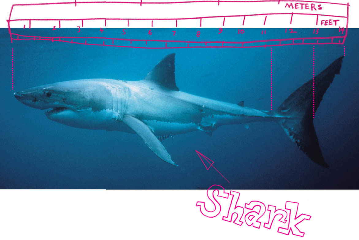 How Do You Measure a Great White Shark From time to time fishermen in - photo 17