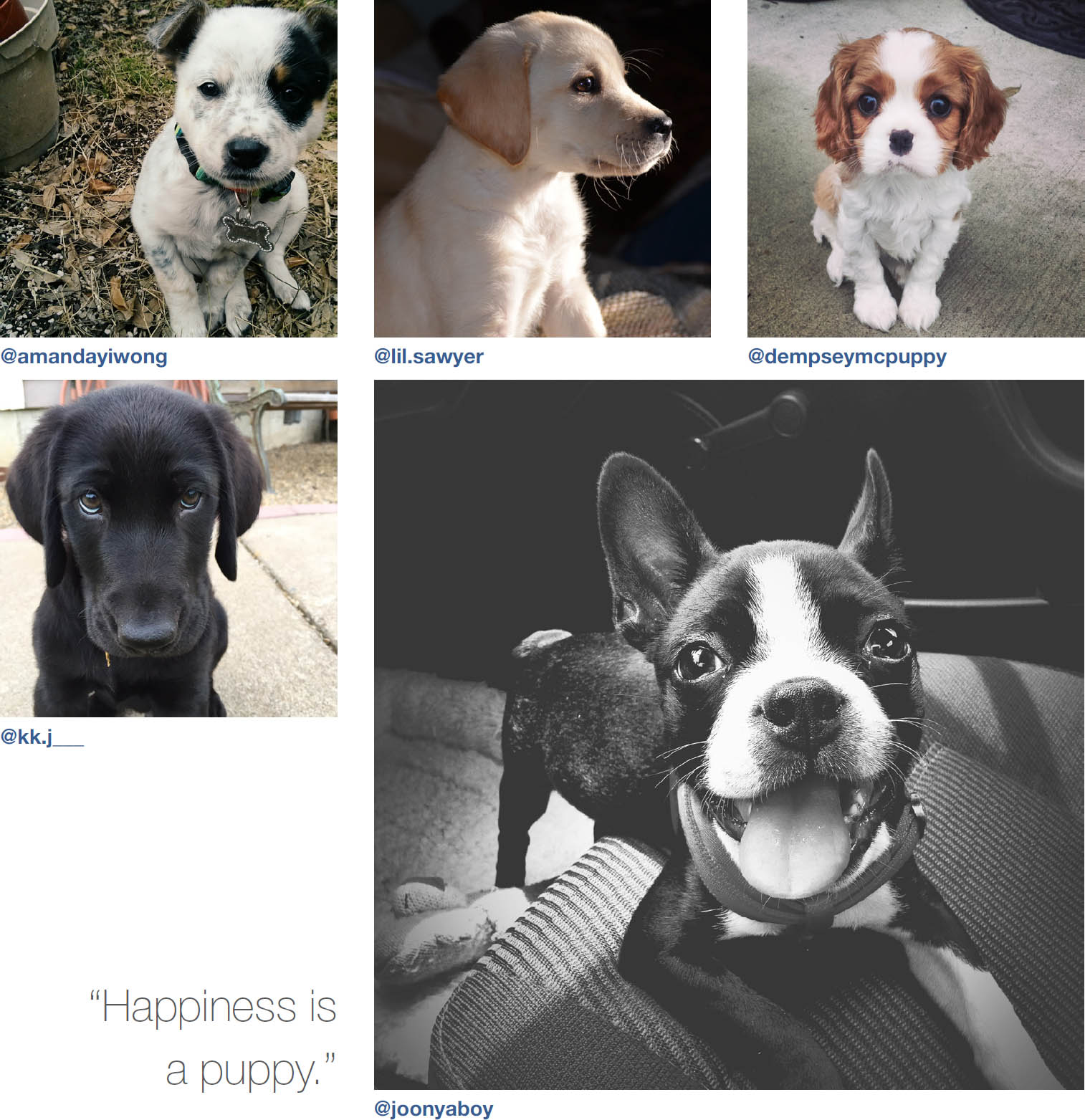 Dogs of Instagram dogsofinstagram - photo 5
