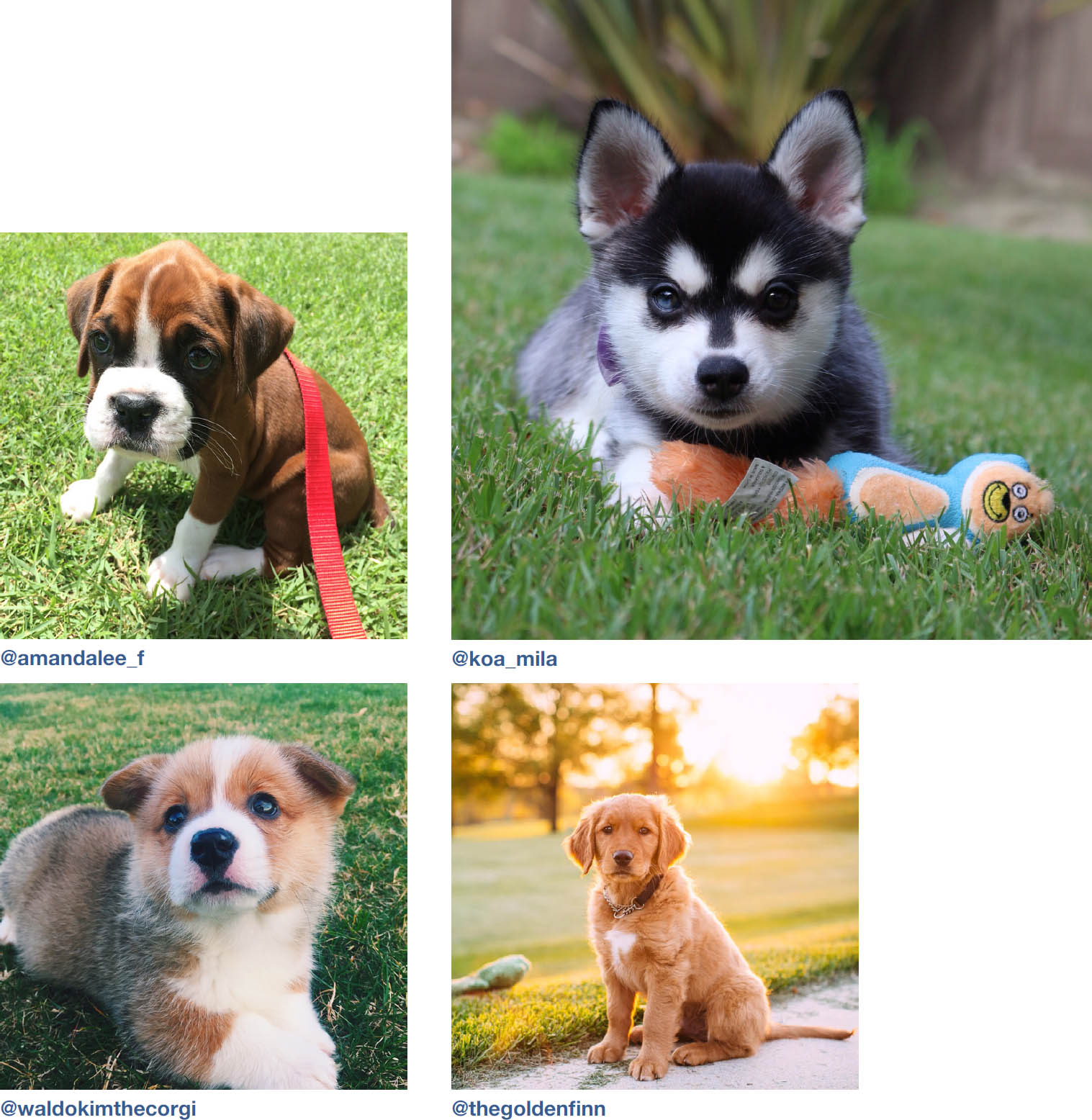 Dogs of Instagram dogsofinstagram - photo 7