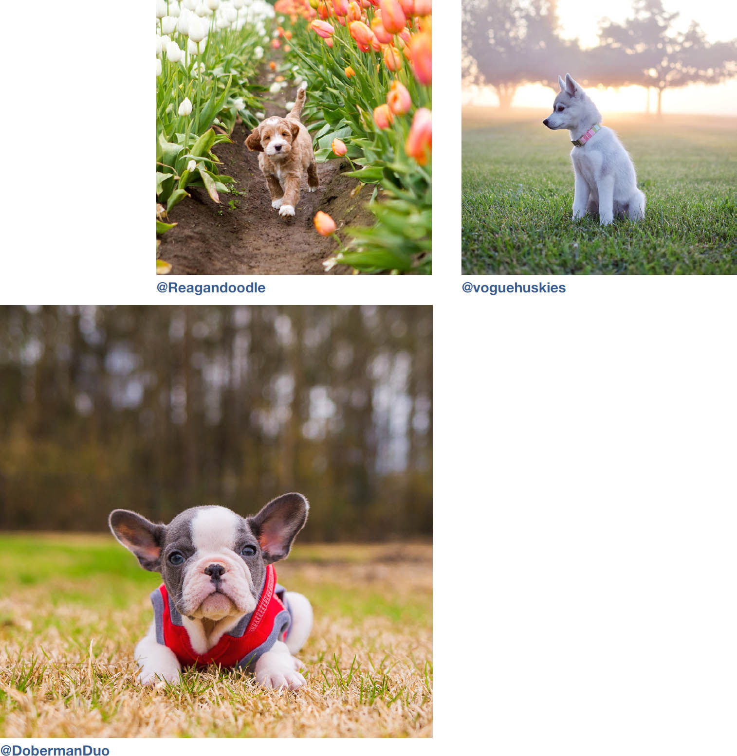 Dogs of Instagram dogsofinstagram - photo 8