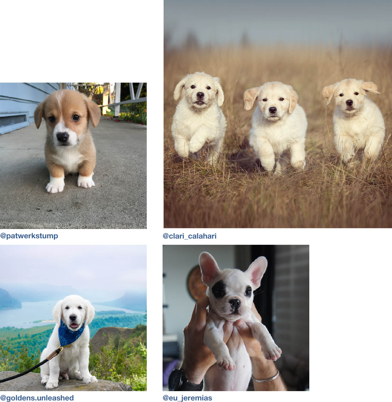 Dogs of Instagram dogsofinstagram - photo 9