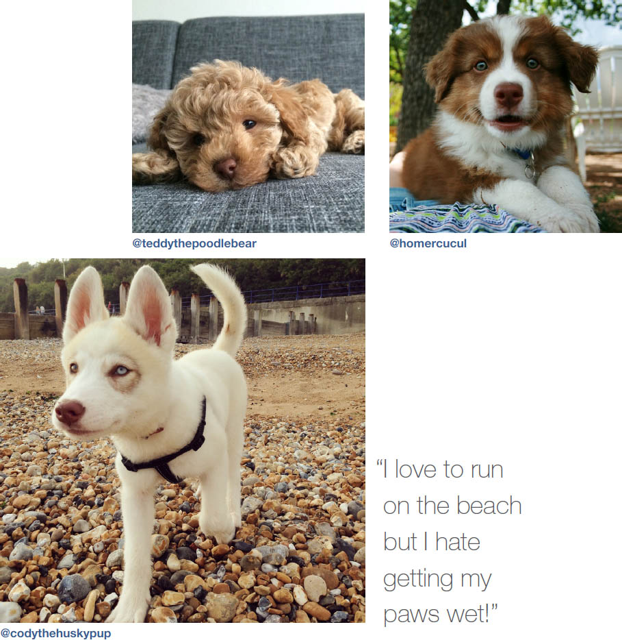 Dogs of Instagram dogsofinstagram - photo 10