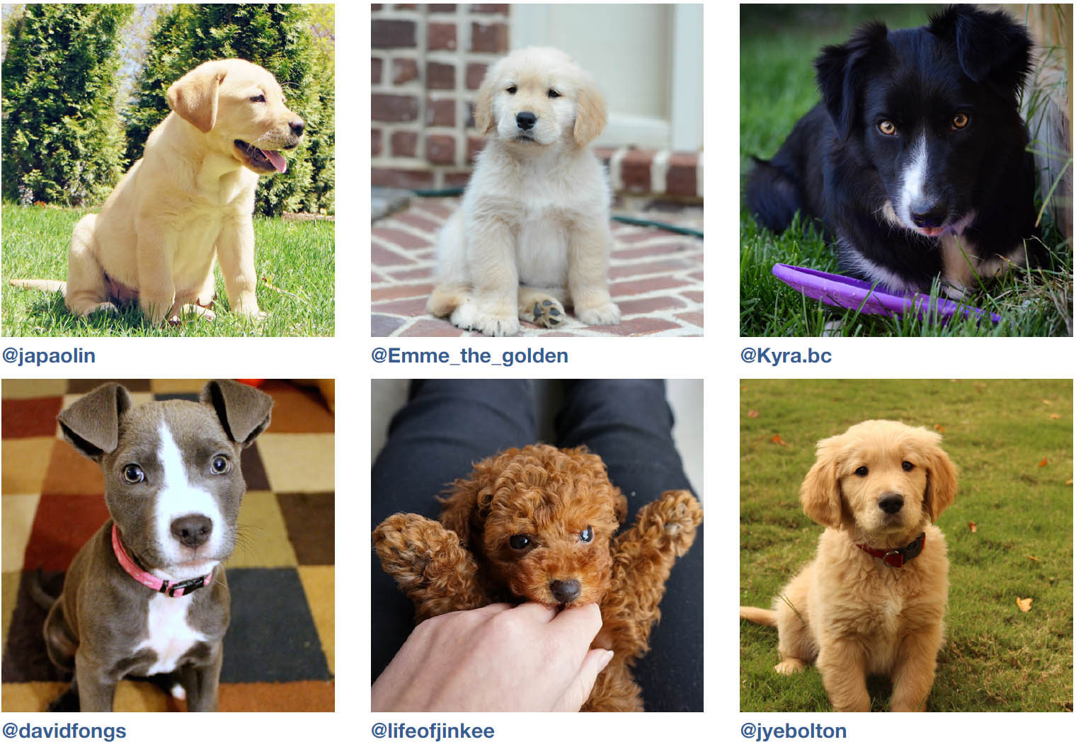 Dogs of Instagram dogsofinstagram - photo 11