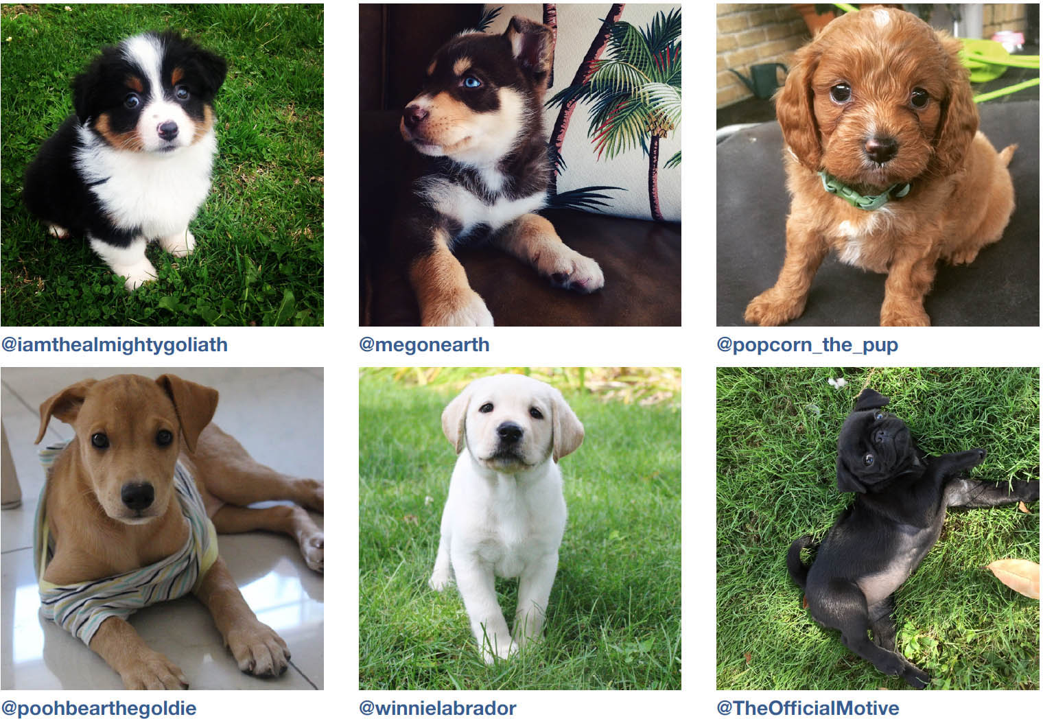 Dogs of Instagram dogsofinstagram - photo 12