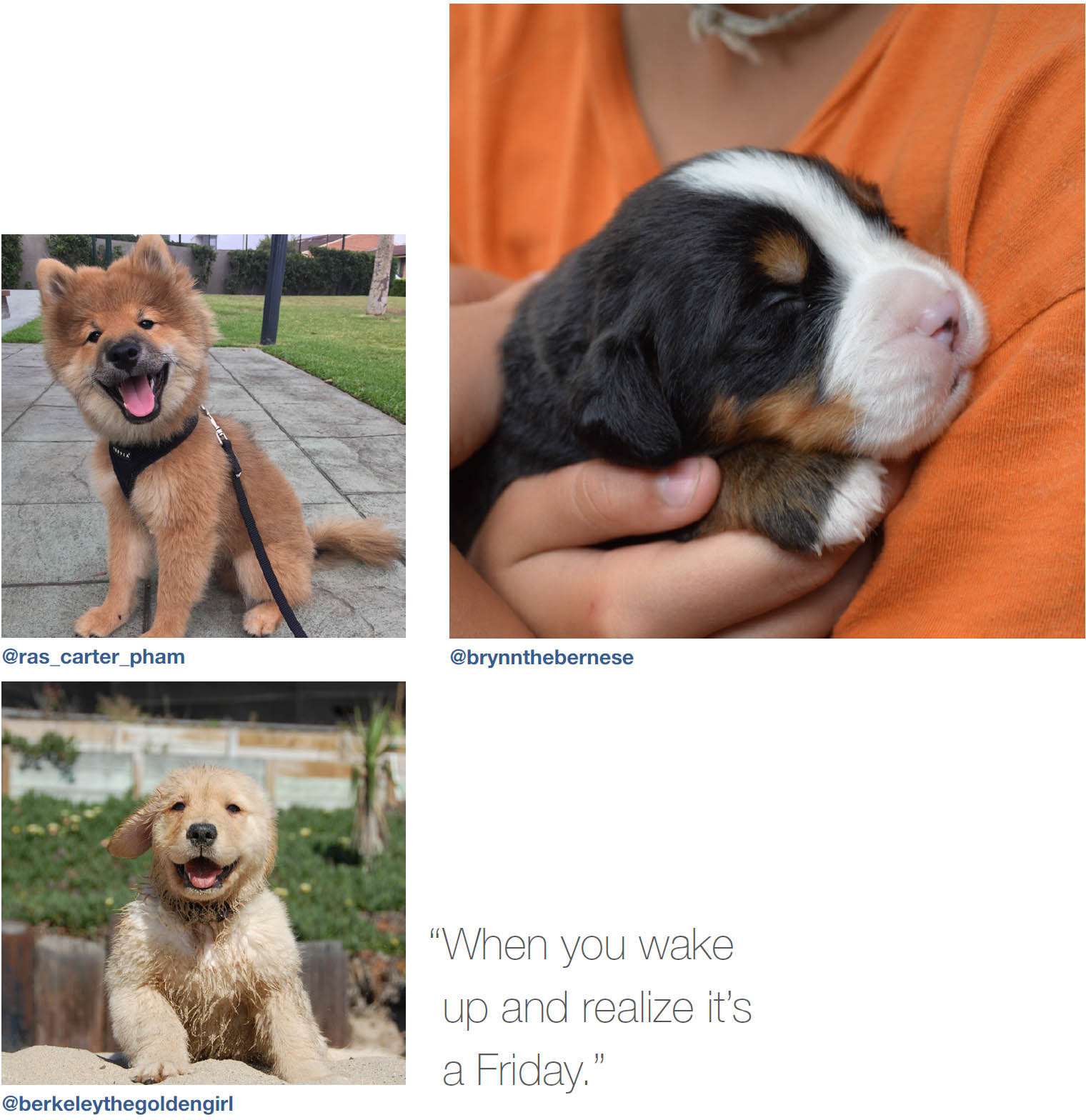 Dogs of Instagram dogsofinstagram - photo 13