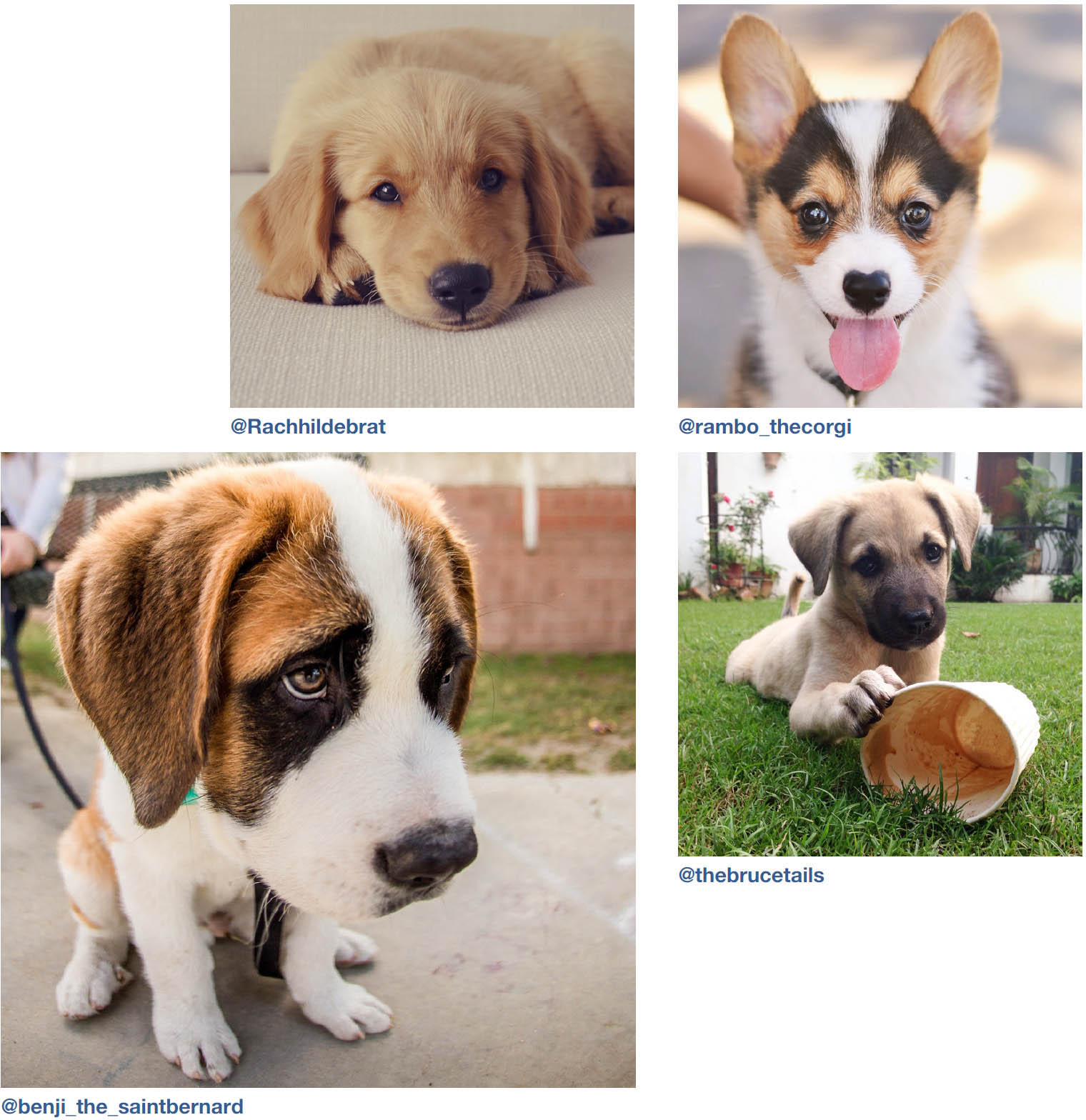 Dogs of Instagram dogsofinstagram - photo 14
