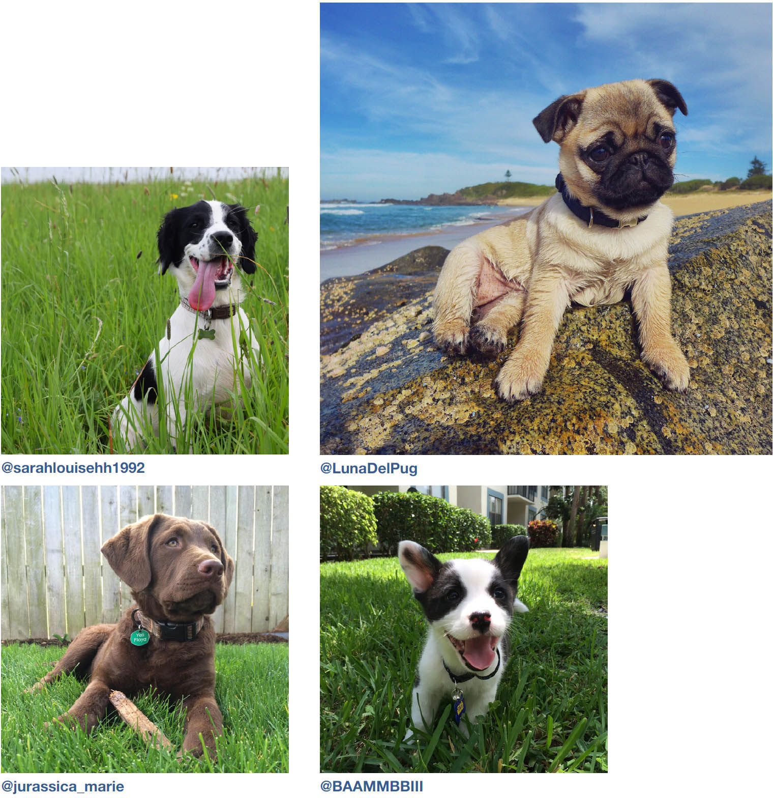 Dogs of Instagram dogsofinstagram - photo 17