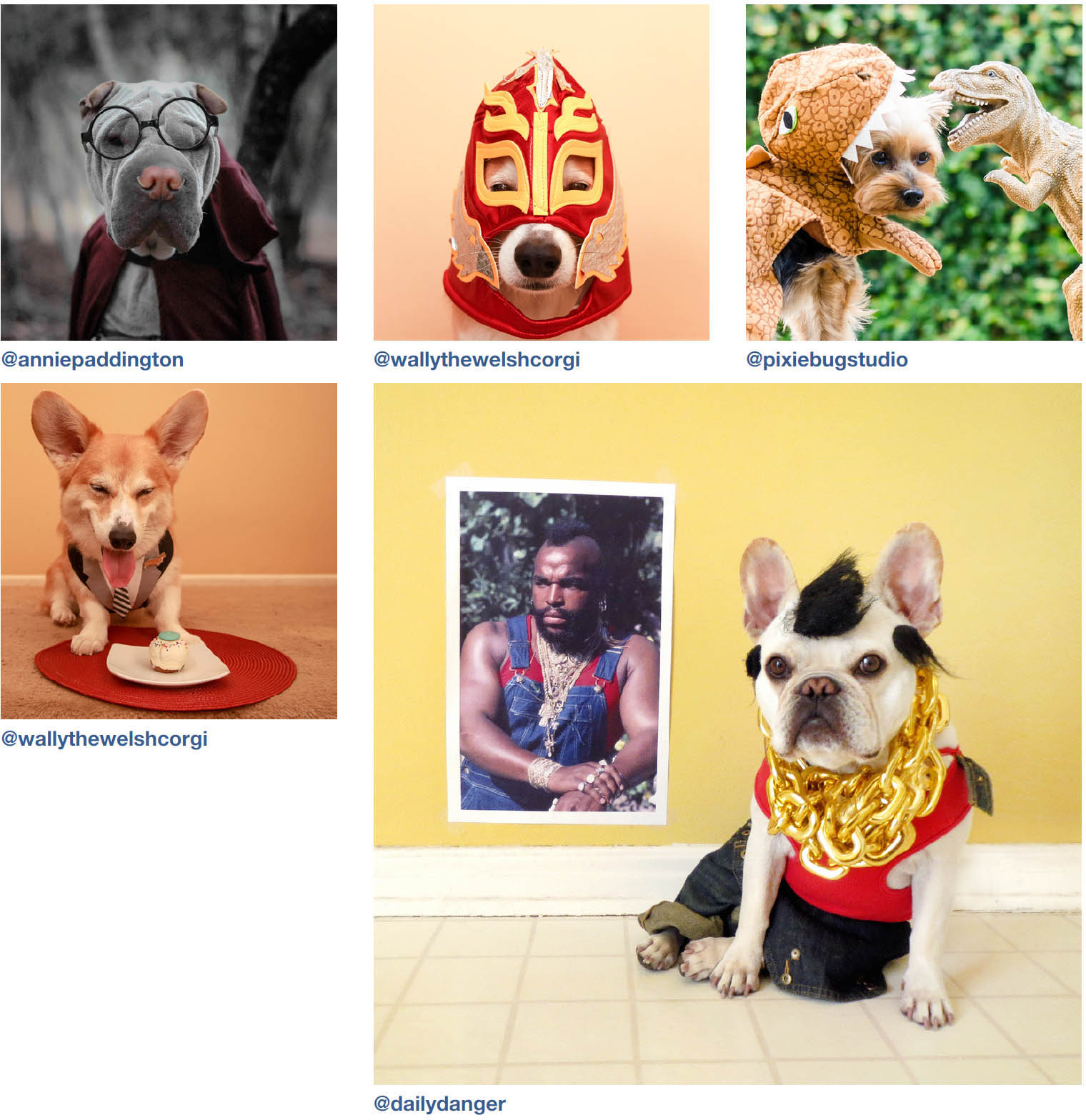 Dogs of Instagram dogsofinstagram - photo 22