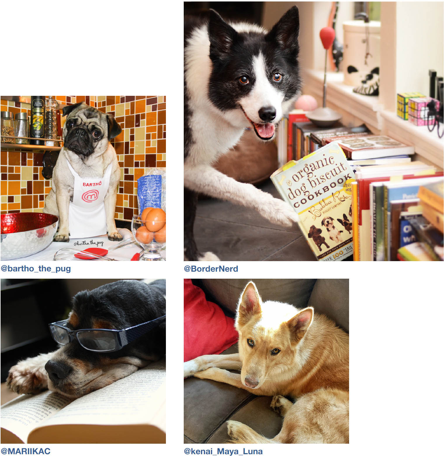 Dogs of Instagram dogsofinstagram - photo 25