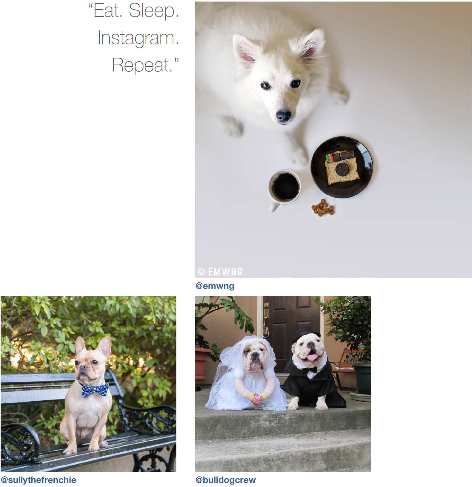 Dogs of Instagram dogsofinstagram - photo 29