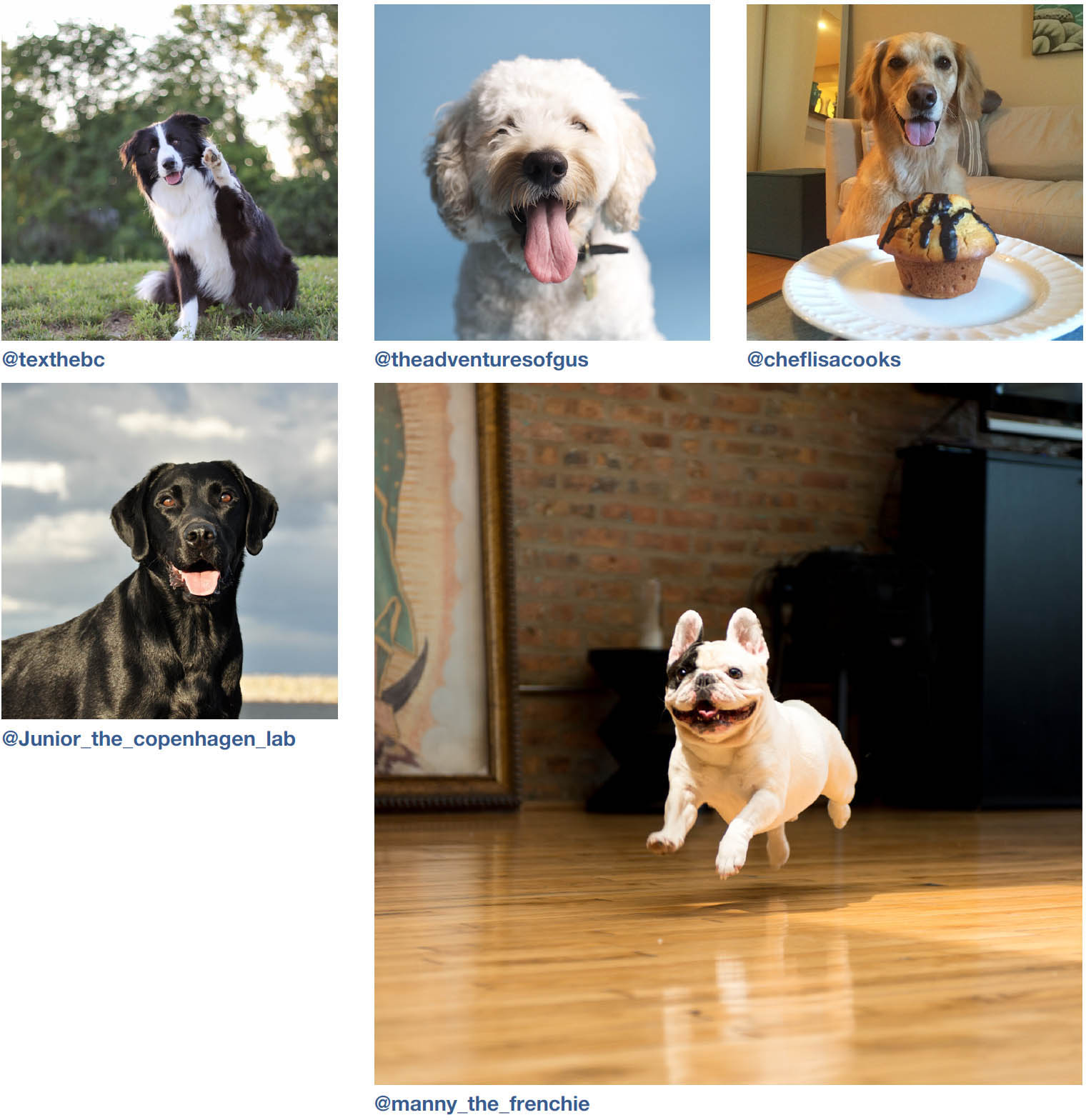 Dogs of Instagram dogsofinstagram - photo 33