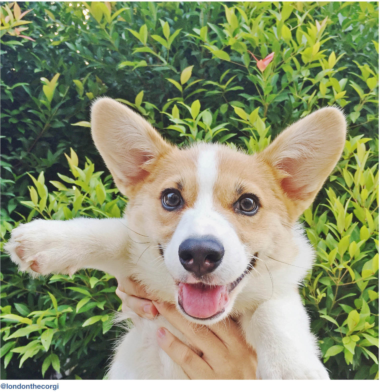 Dogs of Instagram dogsofinstagram - photo 34