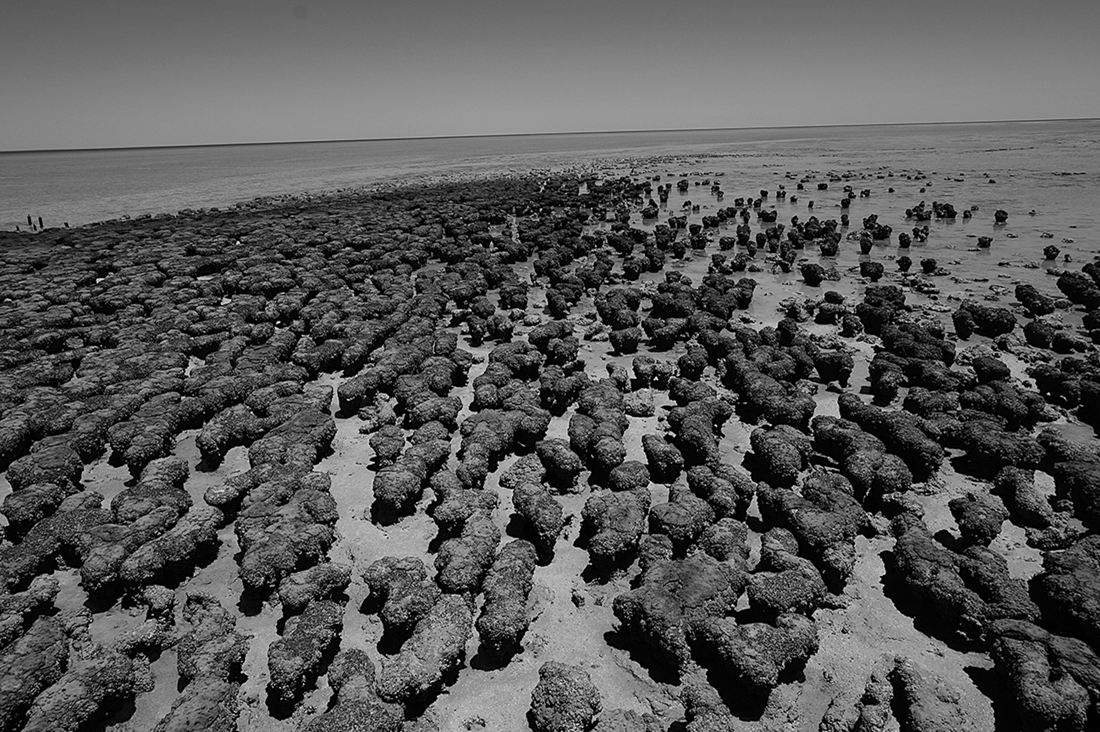 Figure 11 Living marine stromatolites in Hamlin Pool Australia See Without - photo 3