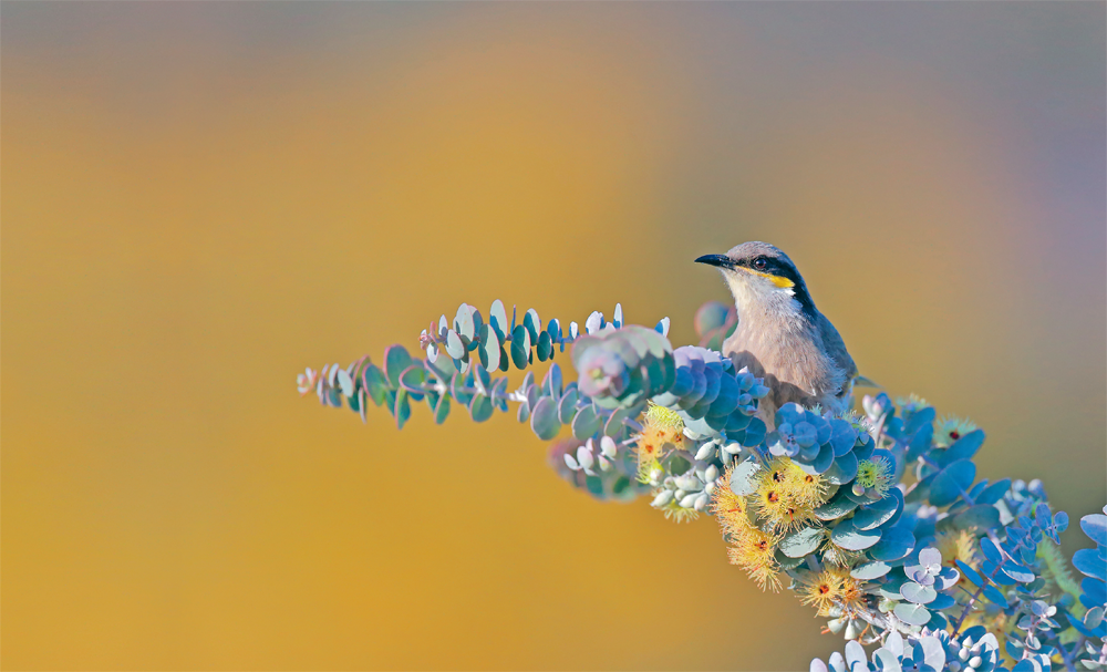 To my sister Shel for introducing me to the joys of birdwatching and allowing - photo 5