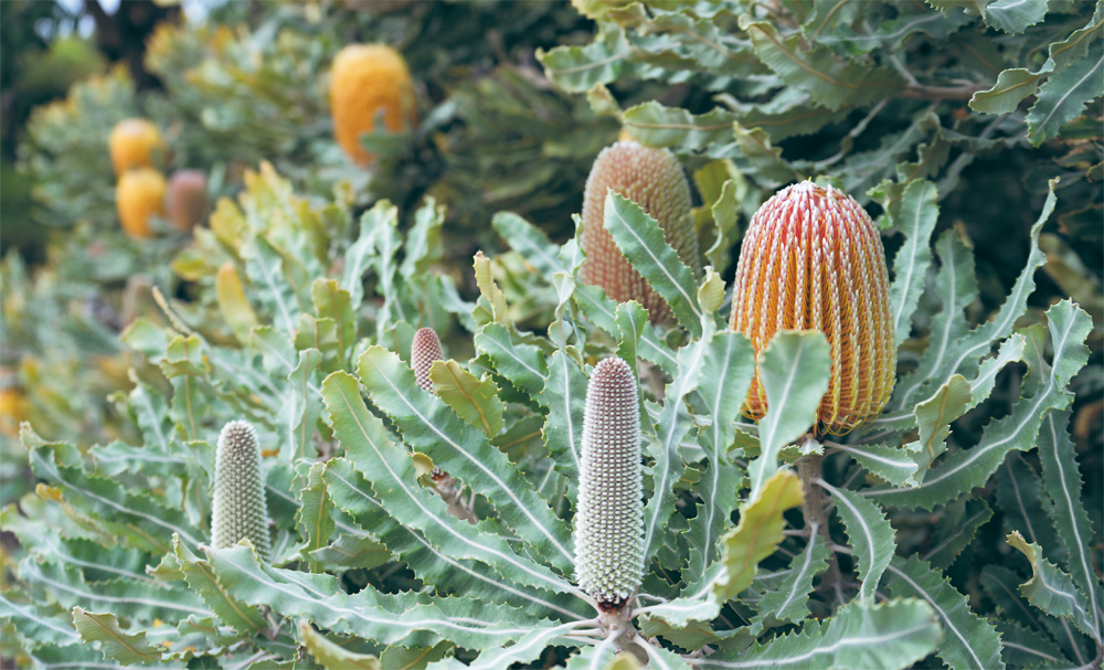 a wildlife-friendly garden As a horticulturist I obviously love plants - photo 7