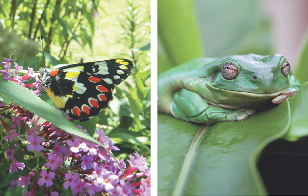 In a world where suburban nature is declining and diversity is shrinking - photo 2