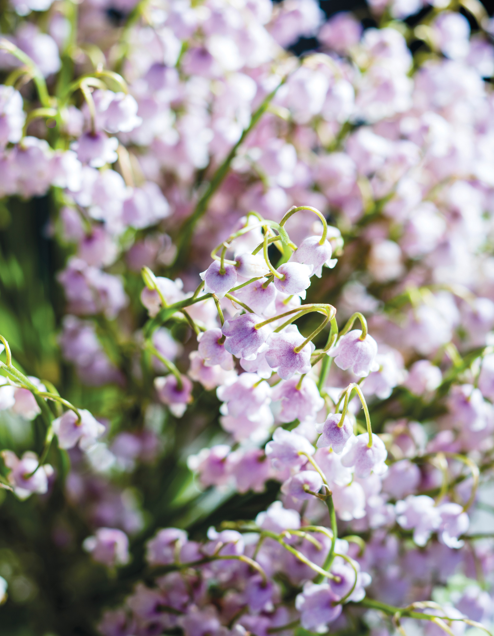 spring flowers foliage and fruit Flower bloom times can vary depending on - photo 4