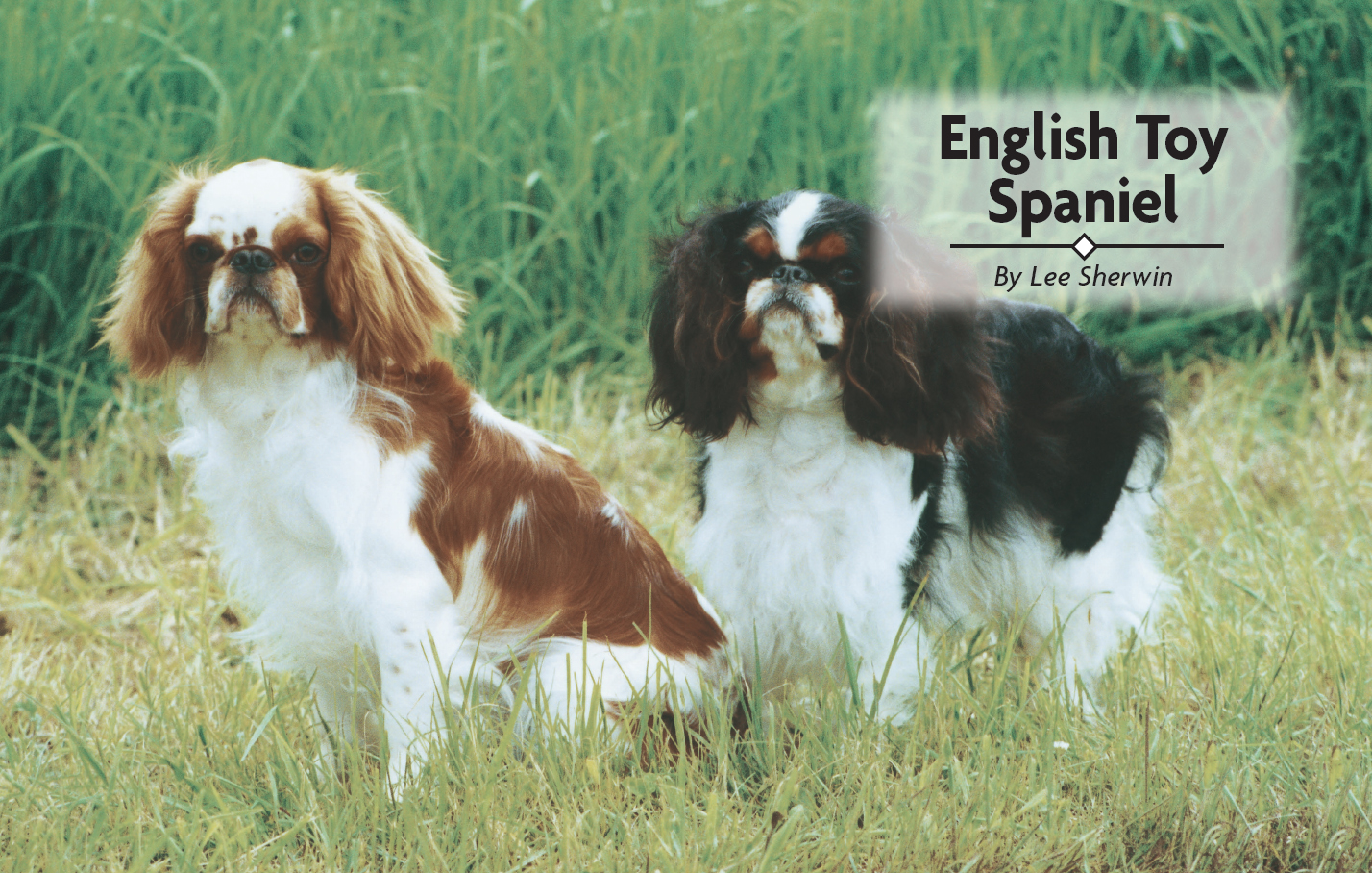 Contents Uncover the aristocratic background of the English Toy Spaniel by - photo 2