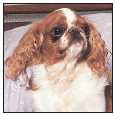 With a regal beauty befitting its native country the English Toy Spaniel is an - photo 4