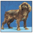 Learn the requirements of a well-bred English Toy Spaniel by studying the - photo 5