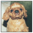 Find out about how to locate a well-bred English Toy Spaniel puppy Discover - photo 6