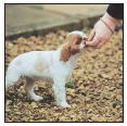 Begin with the basics of training the puppy and adult dog Learn the principles - photo 8