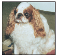 Know when to consider your English Toy Spaniel a senior and what special needs - photo 10