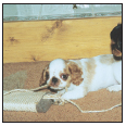 Analyze the canine mind to understand what makes your English Toy Spaniel tick - photo 12