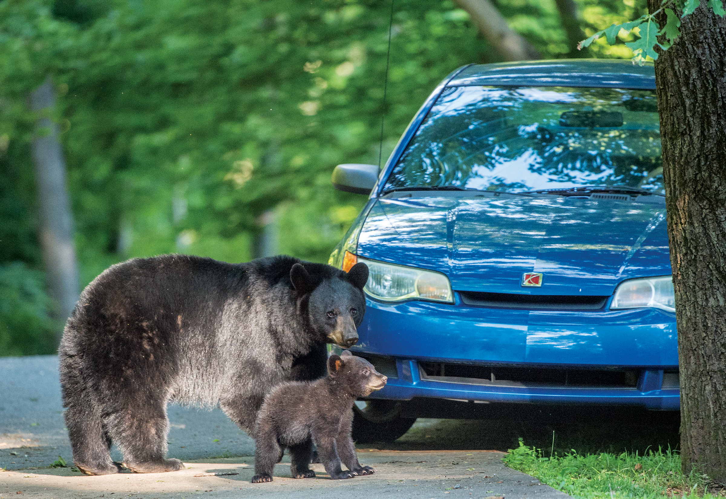 A mother bear and her cub inspect a vehicle in Asheville North Carolina The - photo 7