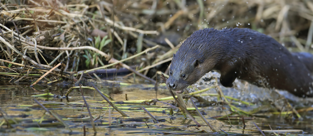 An exuberant leap into the Little Ouse Norfolk perfectly streamlined and - photo 4