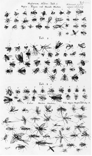 The most well known and widely dispersed families of Diptera however are the - photo 5