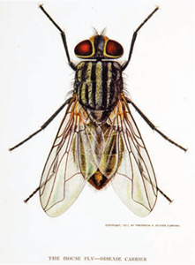 The house fly frontispiece to L O Howard The House-Fly Disease-Carrier An - photo 6