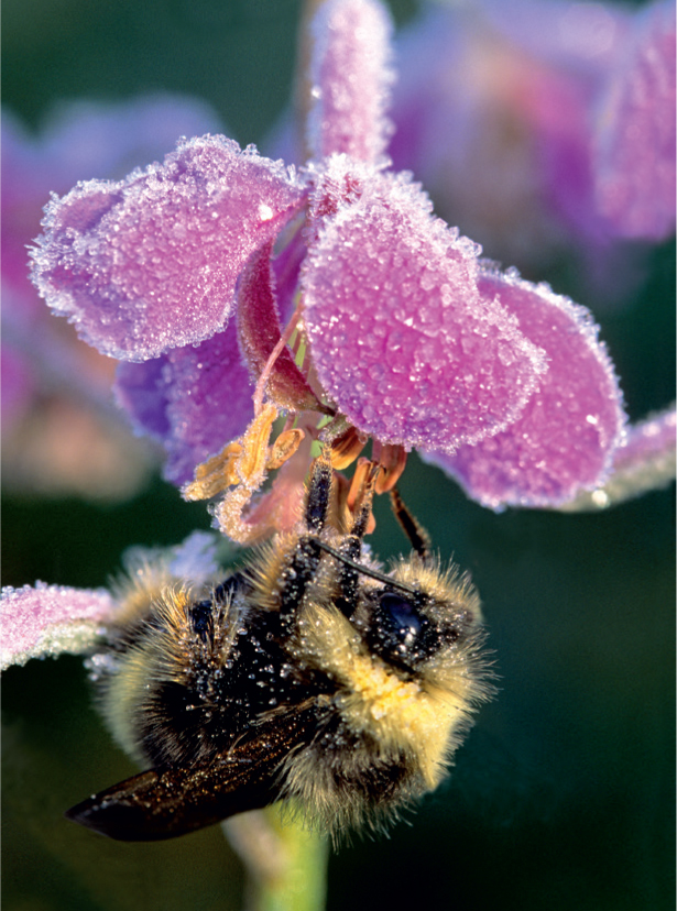 Bumblebees can remain active even at low temperatures It comes as a surprise - photo 6